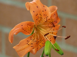 Foto: Dr. Peter Müller